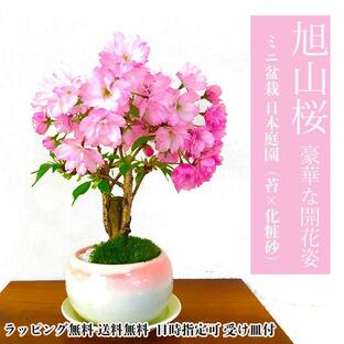 盆栽 桜 ミニ 旭山桜 八重咲 室内 初心者 お祝い 誕生日 ギフト 無料 プレゼント 30程の蕾の画像