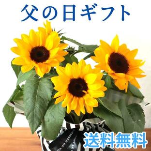 父の日 花 2024 花 プレゼント ひまわり花鉢 鉢植え ギフト 父の日シンボルフラワー FKPPの画像