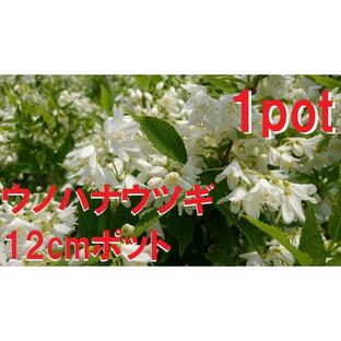 ウノハナウツギ 1ポット 卯の花空木 白い純白の花 苗 ガーデニング 寄せ植えの画像