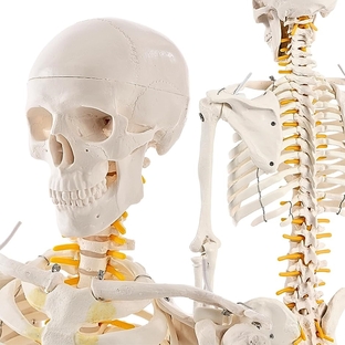 KIYOMARU リアルで再現性の高い1/2サイズの全身骨格模型 人体模型 骨模型 理学療法士監修 約85cm 骨格標本 骨格モデルの画像