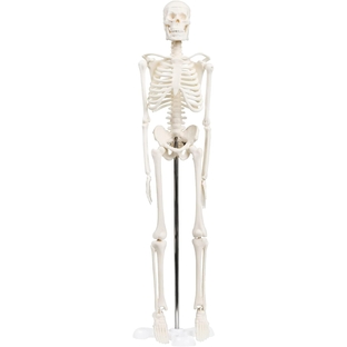 シンプルな1/4サイズの全身骨格模型 人体模型 ミニ 理学療法士監修 骨格標本 骨模型 卓上サイズ 約45cm 動かせる大関節の画像