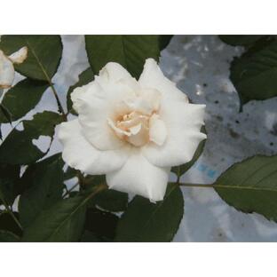 四季咲きバラ苗 マーガレットメリル 強剪定大苗 花色白 送料別途 毎年11月下旬から翌年05月までお届けの苗の画像