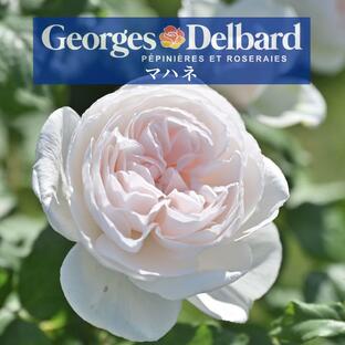 送料無料 マハネ 新苗4号鉢  鉢植え バラ 薔薇 デルバール フレンチローズの画像