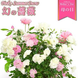 母の日 花 バラ 鉢植え ギフト 2色植え 幻の薔薇 ピンク＆サマースノー 6号鉢 プレゼント 2024年 ローズ バラ鉢植えの画像