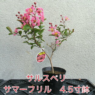 サルスベリ サマーフリル 4.5寸 苗木 百日紅 さるすべり 夏の花 矮性 這性 桃白色の花の画像