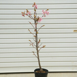 送料無料 庭木：河津桜（かわつざくら）*早咲き性の有名品種！の画像