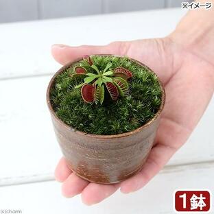 （食虫植物）苔盆栽 ハエトリソウ 穴有益子焼植木鉢 還元（１鉢） 山苔の画像
