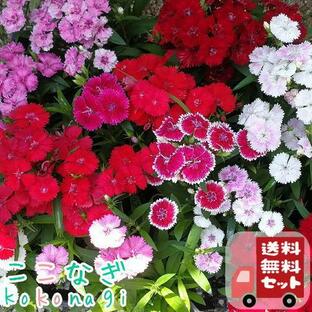 【送料無料・12Pセット】四季咲き ナデシコ テルスター 苗 9センチポット 3号 なでしこ 撫子 花苗セットの画像