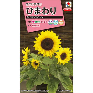 矮性(低草丈)ひまわり スマイルラッシュ 小袋 [FHM413]【花の種】【タキイ交配】【ガーデニング】の画像