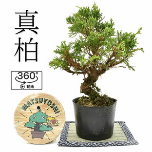 盆栽 糸魚川真柏 素材 苗木 15cm ミニ盆栽 小品盆栽 bonsai 販売の画像