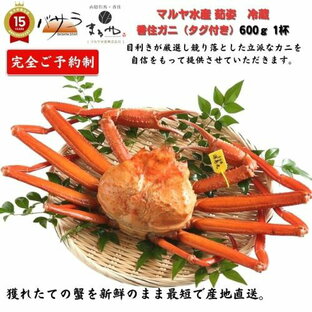 【予約販売】豪華おまけが選べる！ マルヤ水産【 茹姿香住 ガニ（タグ付き 冷蔵 ）600g 】プロトン凍結 「 紅ズワイガニ 送料無料 蟹 カニ かにみそ カニポーション カニ カニ爪 むき身 ほぐし身 ボイル 甲羅盛 かに お取り寄せ グルメ 内祝 ギフト家庭用 父の日 ギフト 」の画像