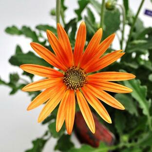 草花の苗/アークトチス： フェアリーウイング・フレーム 3.5号ポットの画像