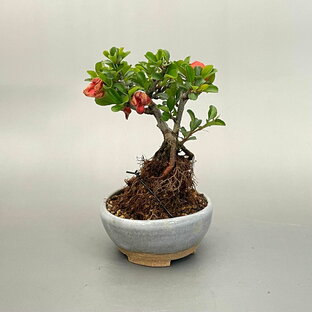 盆栽 ミニ盆栽 長寿梅 鉢は丹波立杭焼 丹山作 bonsai 販売の画像