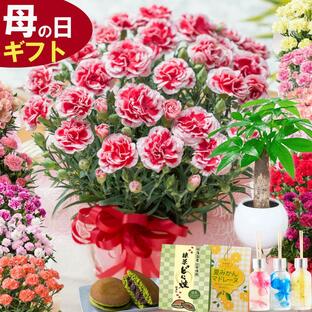 母の日 カーネーション 2024 プレゼント 花 鉢植え お菓子 スイーツ 選べる花色と選べる特典の画像