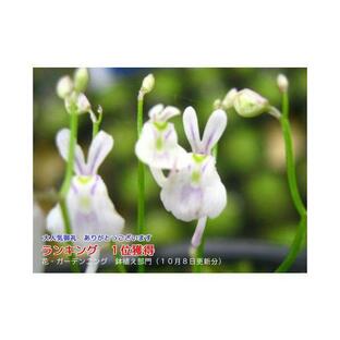 ウサギゴケ ウサギ苔 食虫植物 苔 ランキング入賞 苔テラリウムの画像