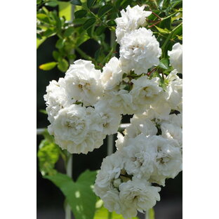 【大苗】バラ苗 ホワイトドロシーパーキンス 国産苗 6号鉢植え品《J-OC20》の画像