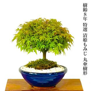 盆栽 清姫もみじ 希少 曲線美 極上丸笠樹形 日本の美 年間通じて楽しめる初心者でも安心の盆栽の画像