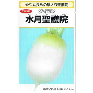 渡辺採種場 ダイコン 「水月聖護院大根」のタネ 10mlの画像