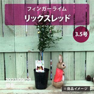 フィンガーライム 3.5号 リックスレッド｜柑橘｜果樹10-TUの画像