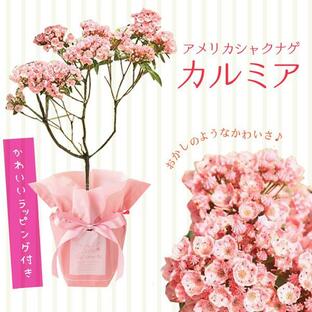 母の日ギフト 2024：カルミア アメリカシャクナゲ*かわいいラッピング付き プレゼント 鉢植え 鉢花の画像
