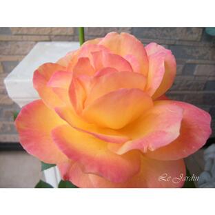 【スヴニール ド アンネフランク（新苗）】オレンジ色のきれいなバラ（四季咲き）ＦＬ・フロリバンダの画像