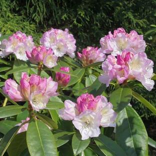 花木 庭木の苗/西洋シャクナゲ：ラベンダースノー3.5号ポットの画像