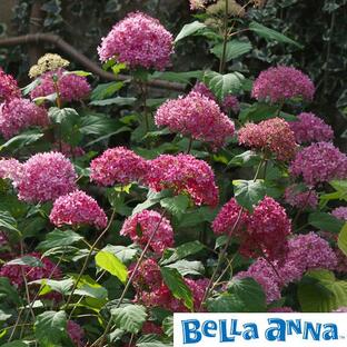 花木 庭木の苗/アジサイ：ピンクアナベル ベラアナ6号ポットの画像