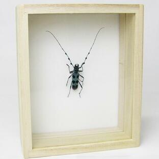 昆虫標本 ルリボシカミキリ 桐箱の画像
