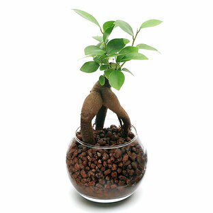 観葉植物 インテリア 土を使わないハイドロカルチャー ガジュマル（精霊の木） バブルボールSS（1個） レカトン 鉢植え おしゃれ 室内の画像