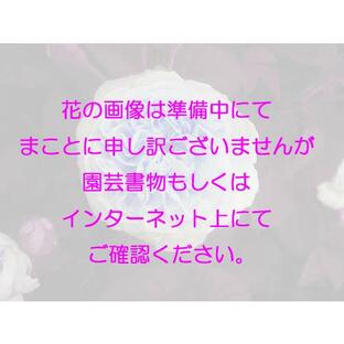 四季咲き木立バラ苗 アシュラム大苗 Ashram 花色：オレンジ 送料別途 毎年11月下旬から翌年05月までお届けの苗の画像