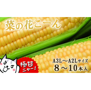 朝採れ とうもろこし「菜の花こーん」8～10本 A3L～A2Lサイズの画像