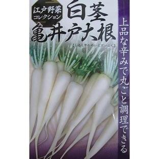 白茎亀井戸大根 関東の伝統野菜品種の大根の画像