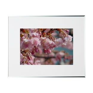 春の写真 雫を纏う河津桜FF168S 季節の額装写真 裏打ち加工 ピクトマッチの画像