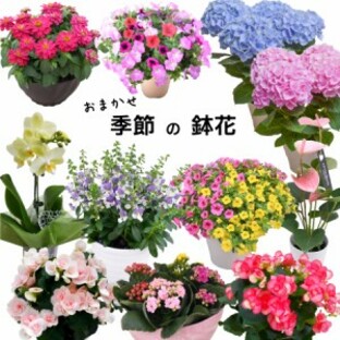 おまかせ 季節の鉢花 園芸専門店が選ぶ！ 4号 から 6号 花 鉢花 プレゼント ギフト メッセージ対応可 アジサイ カリブラコア ペチュニアの画像