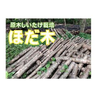 ふるさと納税 北海道 新得町 Y-1501 原木しいたけ栽培 ほだ木（２本）の画像