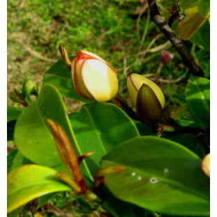 四季咲きオガタマ 4.5号 苗木の画像