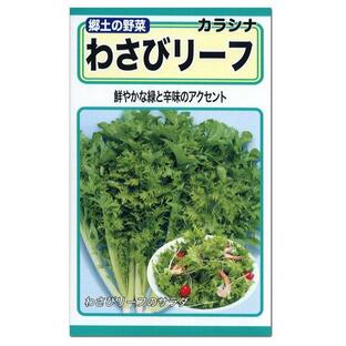 トーホク わさびリーフ 種 わさび菜 漬け菜 ツケナ 家庭菜園 ワサビナの種 たね タネ 種子 野菜 栽培 プランター栽培の画像