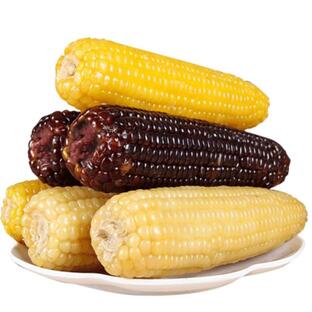 もちとうもろこし とうもろこし 10本セット 白玉米 黄玉米 彩玉米 黒玉米 自由選択 トウモロコシの画像
