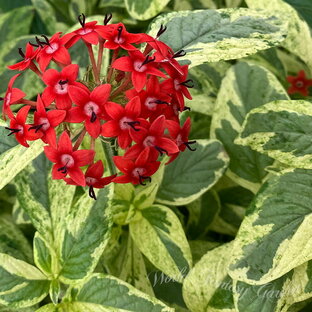 花苗 夏 斑入りペンタス サマースター レッド 1鉢 3.5号【お届け中】Pentas lanceolata 草花の苗 夏 苗 斑入り葉 赤花 カラーリーフ 珍しい 星型 一年草 暑さに強い 夏苗 夏開花の画像