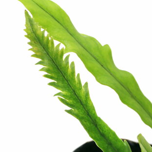 （山野草）シダ（羊歯）ハゴロモノキシノブ（羽衣軒忍）3号（1ポット）常緑性多年草 着生植物【HLS_DU】の画像