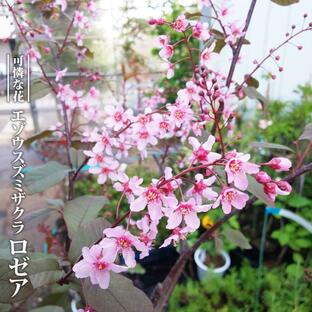 蝦夷上溝桜（えぞうわみずざくら） ロゼア (コロラータ) 3.5号ポット苗 ハナヒロバリューの画像