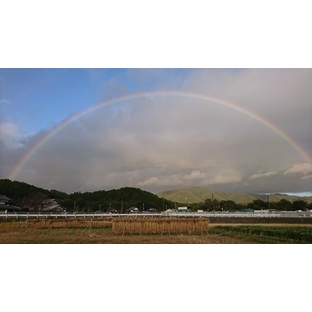 【産直通販】太陽のエネルギーが詰まった京都丹波の龍の瞳（いのちの壱）白米または玄米選んで下さい（３kg)／生産者名：ニジサク農園（米・穀類 > お米）／産地：京都府｜産地直送のお取り寄せ/通販 食べチョクの画像