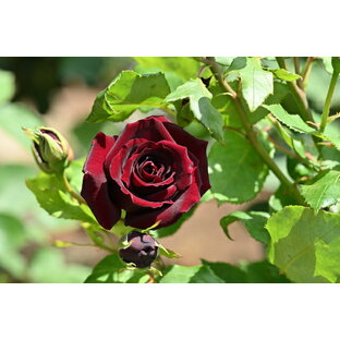 黒真珠（大苗）7号鉢植え  四季咲き大輪系（ハイブリッドティーローズ） バラ苗の画像