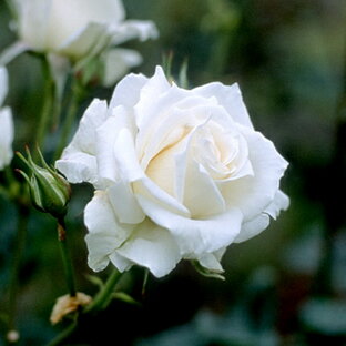 パスカリ（新苗）7号鉢植え  ハイブリットティーローズ（四季咲き大輪） バラ苗の画像