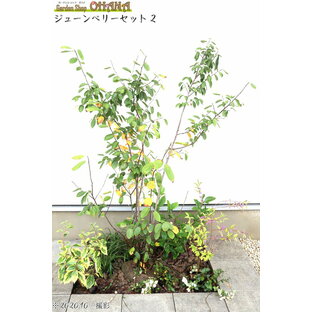 ジューンベリーセット2   ジューンベリー(樹高約1.5m) クチナシ(樹高約0.4m) グミ・ギルトエッジ(15cmポット) コムラサキ(9cmポット) ハツユキカズラ(9cmポット) ヤブラン(9cmポット) 庭木・植栽セットの画像