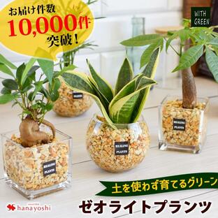 土を使わない 観葉植物 ハイドロカルチャー ガジュマルの木 パキラ サンスベリア ゼオライトプランツ ガラス キューブ おしゃれ 鉢 インテリアの画像