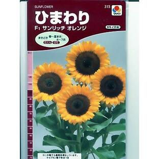 ヒマワリの種 タキイ交配・・サンリッチオレンジ・・＜タキイのヒマワリ種子です。種のことならグリーンデポ＞の画像