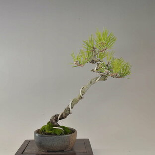 盆栽 黒松 貴風盆栽 文人 bonsai 販売の画像