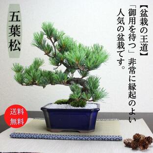 小品盆栽 四国五葉松 祝い ギフト gift 誕生日祝 開店祝 御祝 御結婚祝い プレゼントにも bonsaiの画像