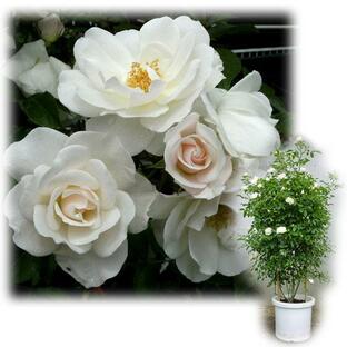 バラの苗/つるバラ：アイスバーグ8号大型アンドン仕立て 送料無料の画像